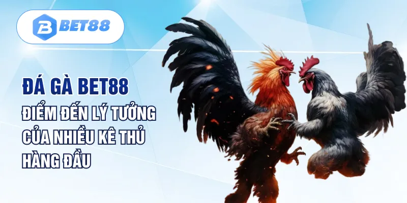 Đá Gà Bet88 – Điểm Đến Lý Tưởng Của Nhiều Kê Thủ Hàng Đầu