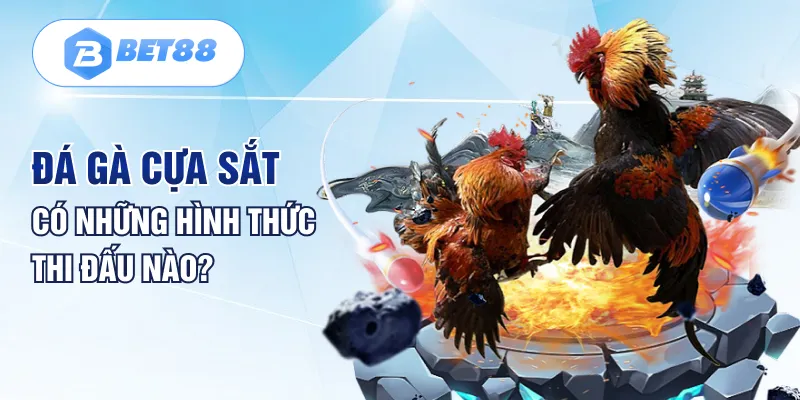 Đá gà cựa sắt có những hình thức thi đấu nào?