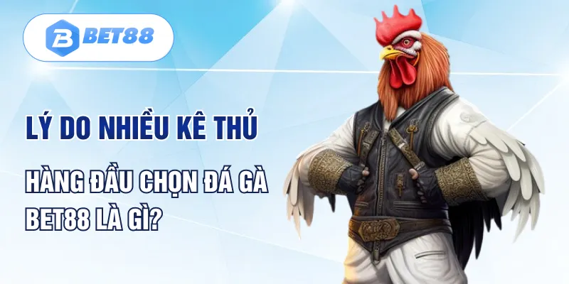 Lý do nhiều kê thủ hàng đầu chọn đá gà Bet88 là gì?