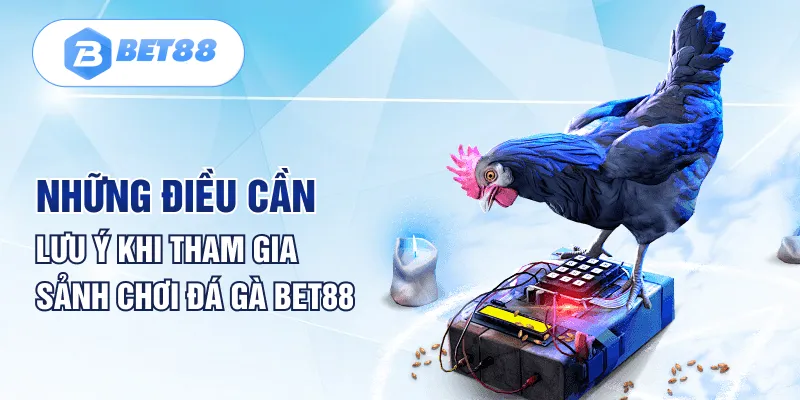 Những điều cần lưu ý khi tham gia sảnh chơi đá gà Bet88